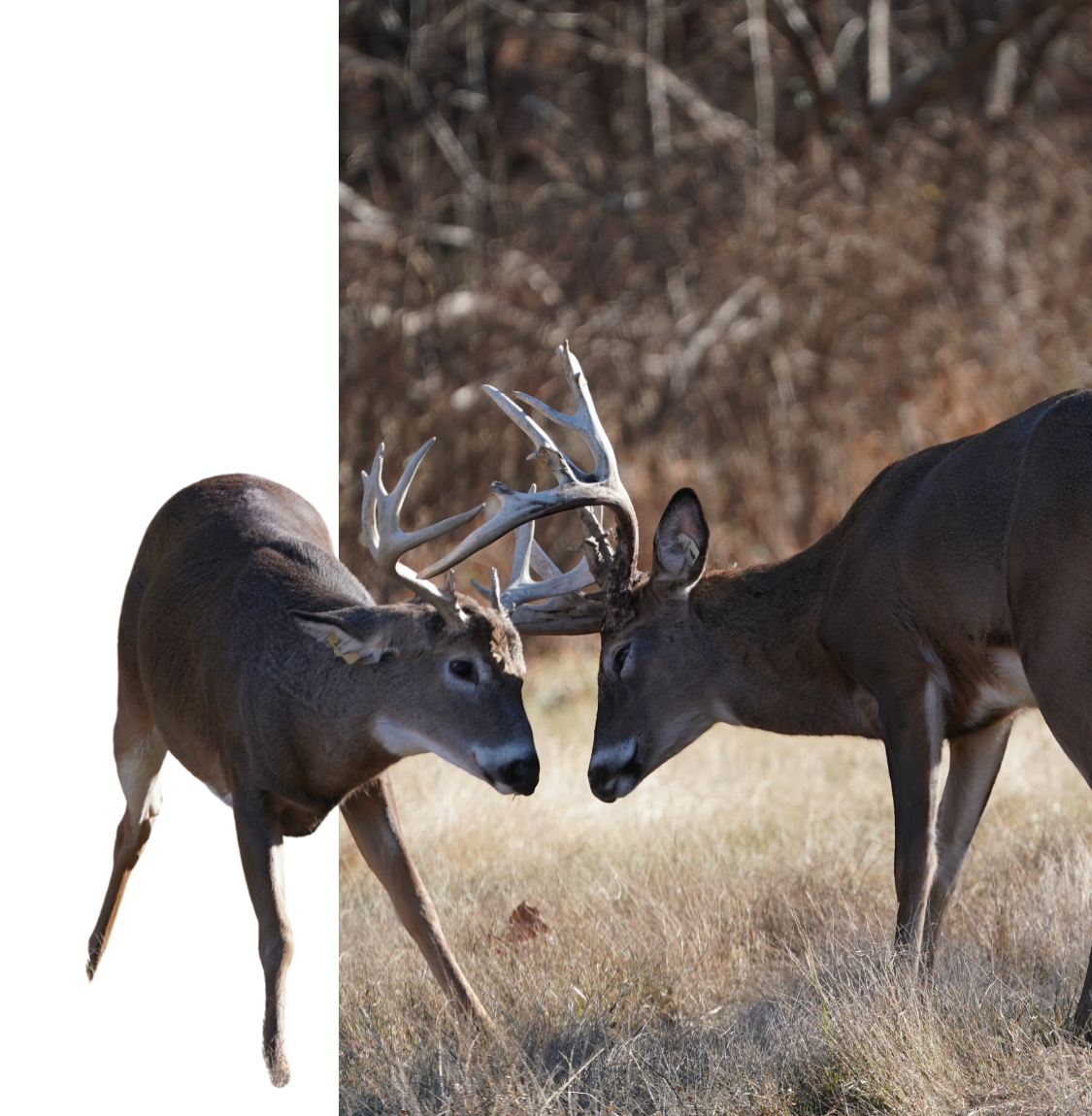 Whitetail deer.