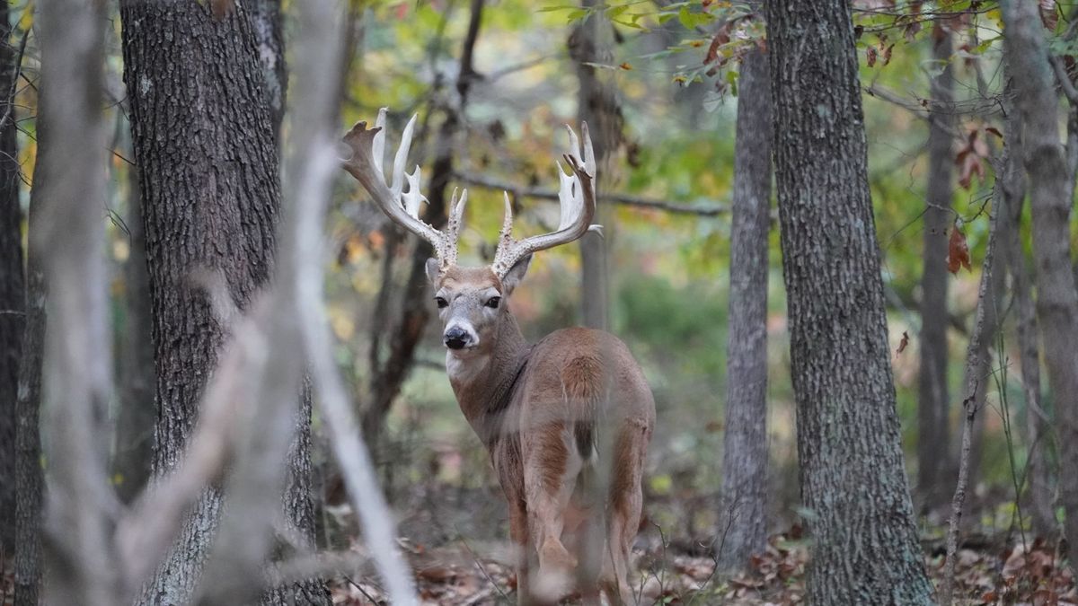 4 Common Mistakes Kentucky Deer Hunters Make.jpg