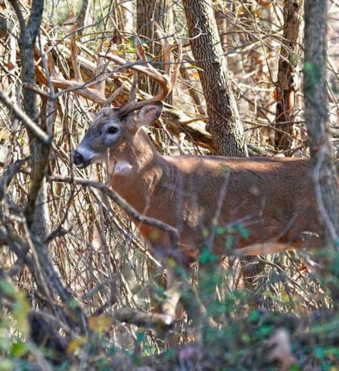 Whitetail buck walking carefully through dense woods and dry brush Whitetail buck walking carefully through dense woods and dry brush