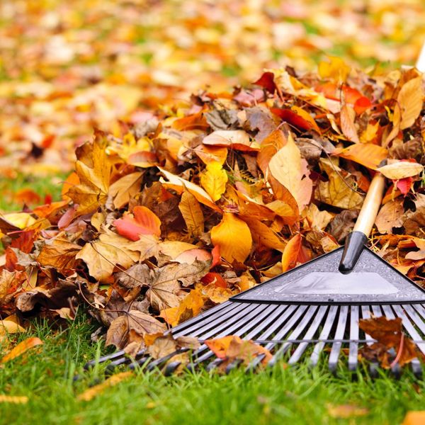 Leaves being raked 