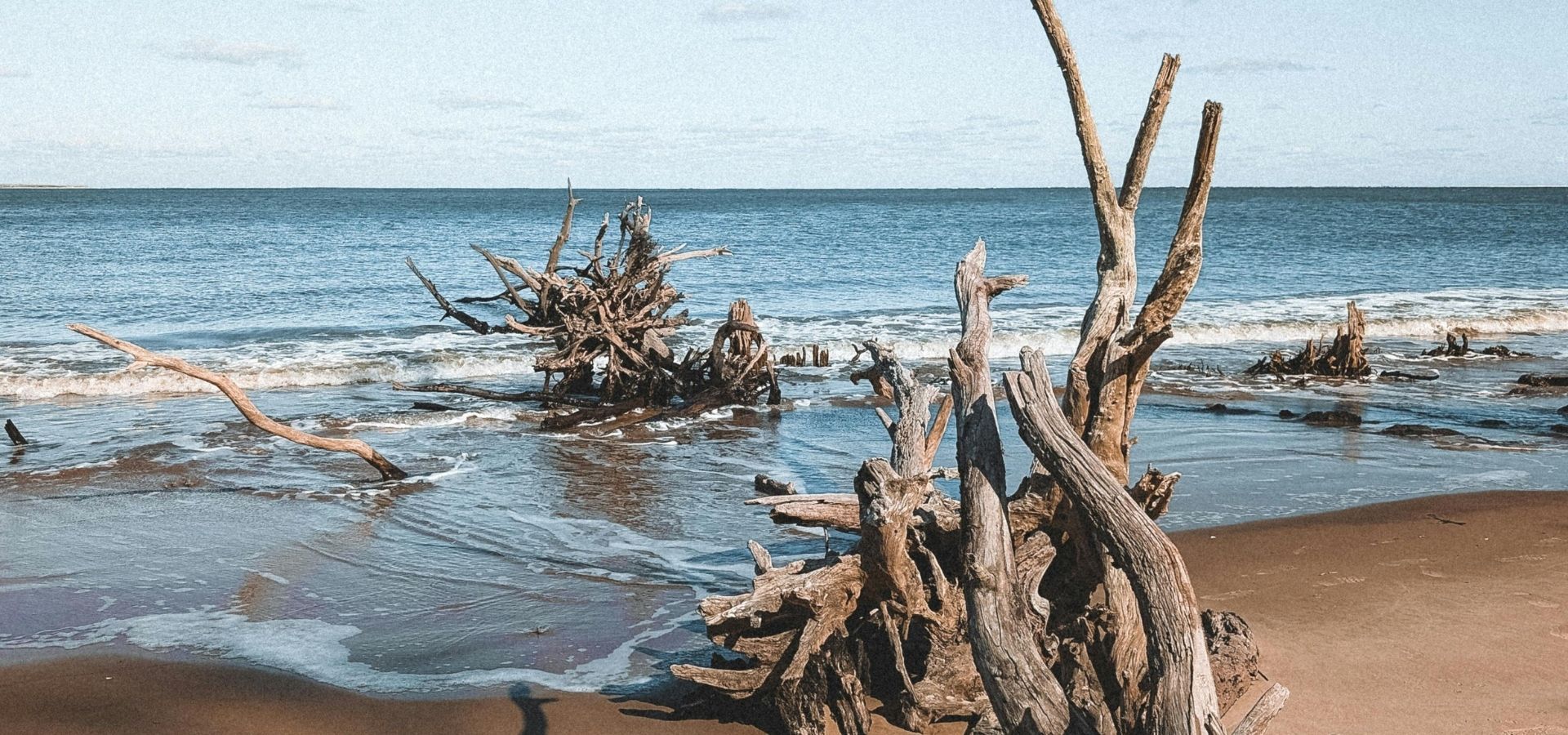 Scenic view of a coastal beach with weathered driftwood, representing the local service area and community.