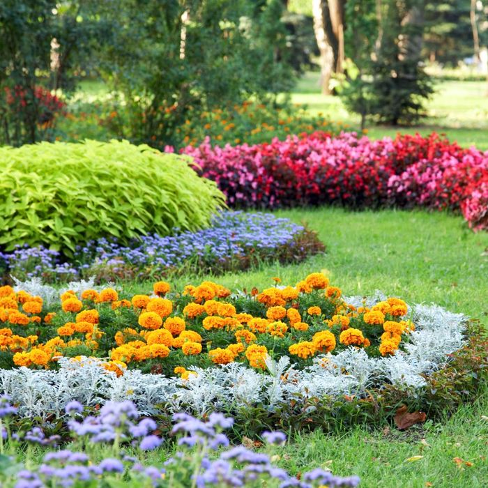 flowers in yard