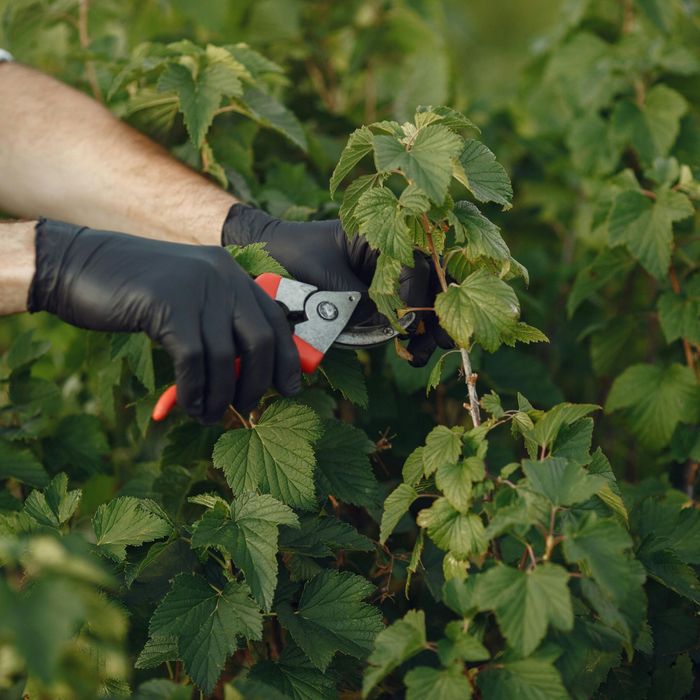 4 Landscaping Maintenance Dos and Don'ts (2).jpg