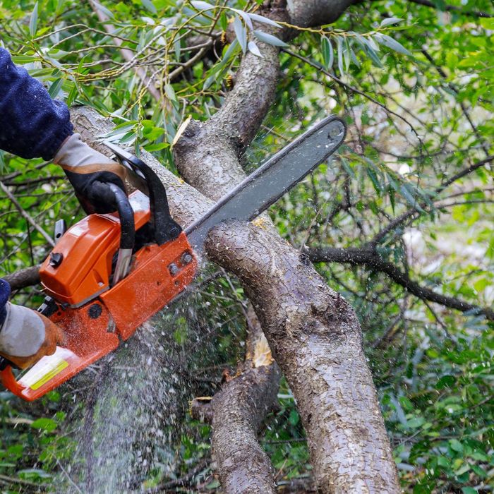 tree trimming