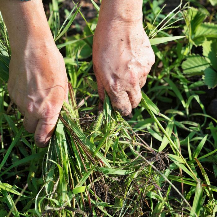 pulling weeds by hand 