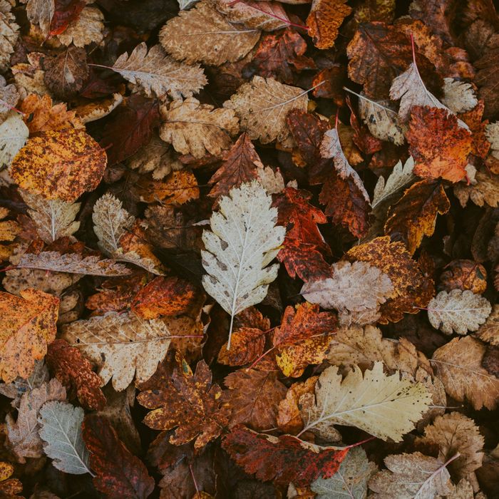Rotting leaves on the ground