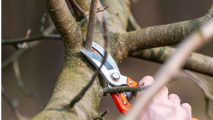 Should I Hire A Professional To Care For My Trees