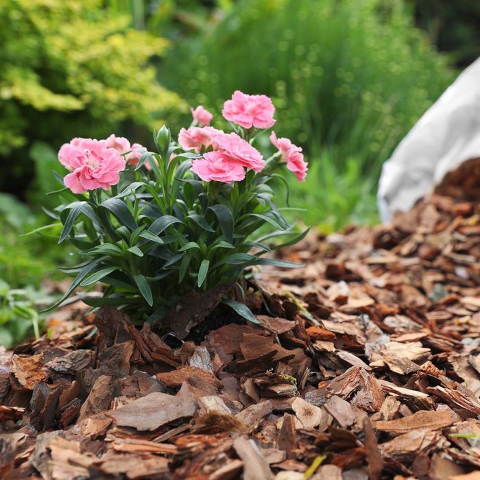 flowers in mulch