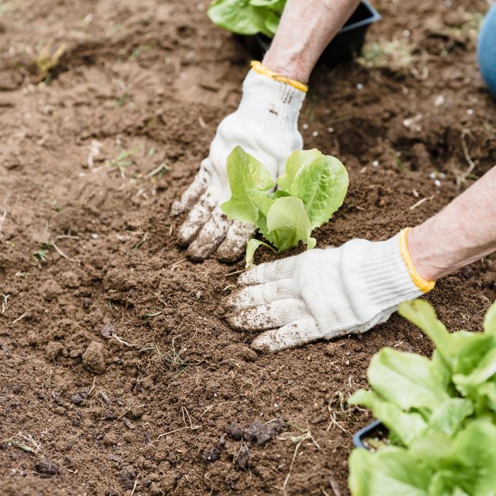 Person planting thriving plants in their garden 