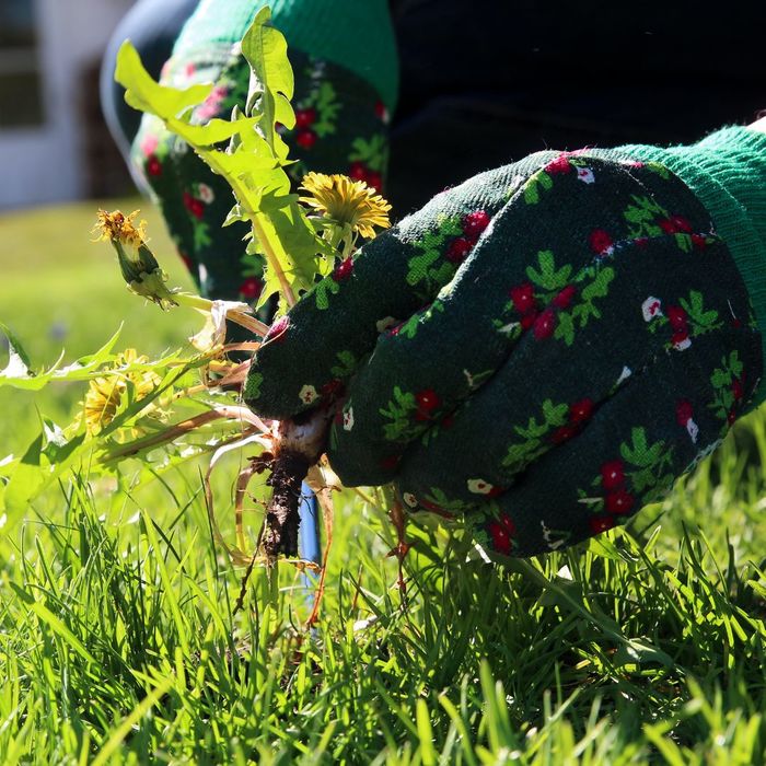 What to Expect from a Professional Hand-Weeding and Root Removal Service3.jpg