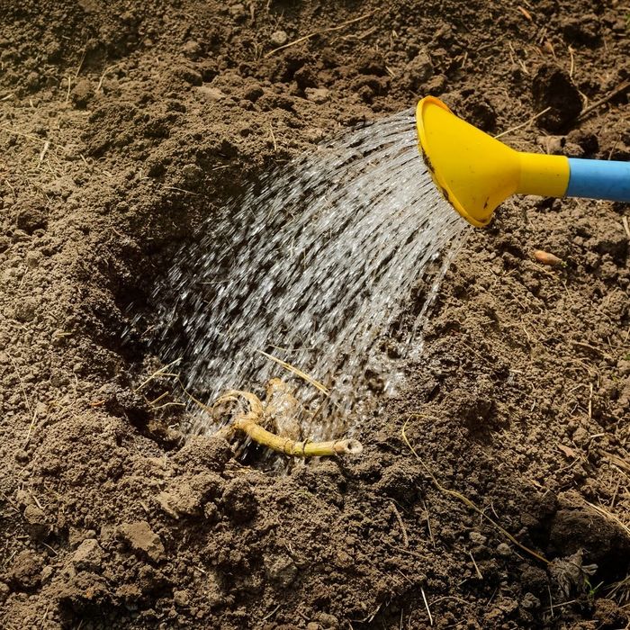 a watering can watering the soil