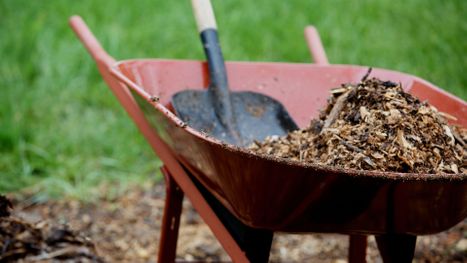 mulch in wheelbarrow 