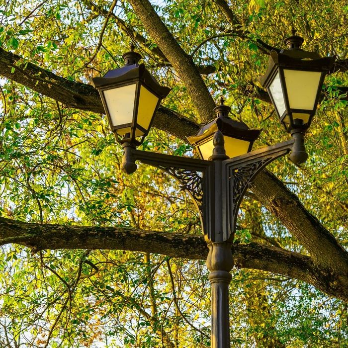 Trees and lamppost. Trees and lamppost.