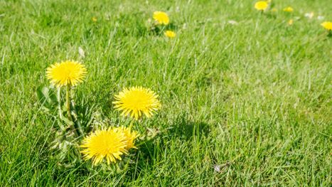 What to Expect from a Professional Hand-Weeding and Root Removal Service - Hero.jpg