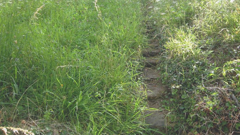 4 Signs You Need Intensive Landscaping Cleanup HERO.jpg