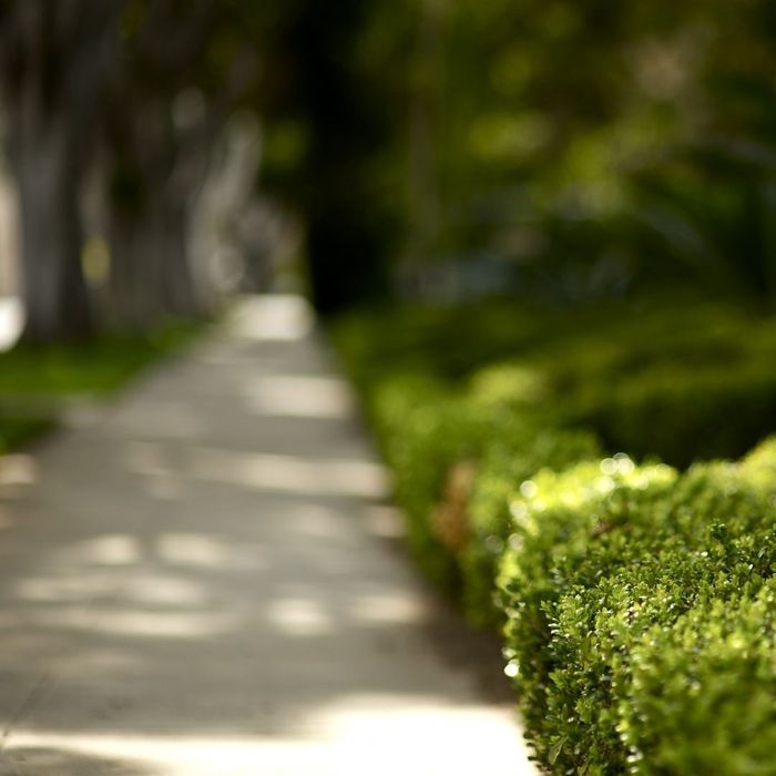 Green hedges. Green hedges.