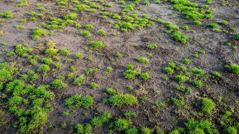 M35619 - Blitz - 4 Signs It's Time For Landscape Recovery - FeaturedImage.jpg