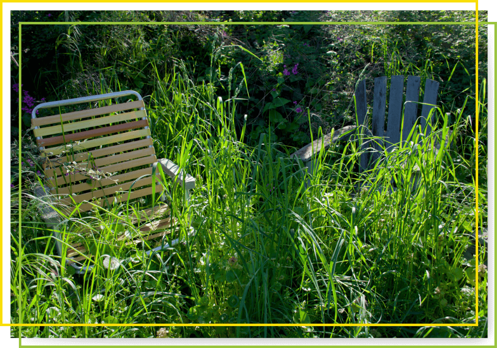 overgrown yard with picnic chairs overgrown yard with picnic chairs