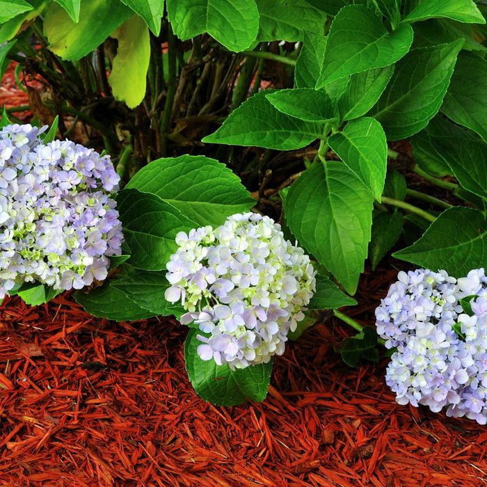 beautiful flowers with quality mulch