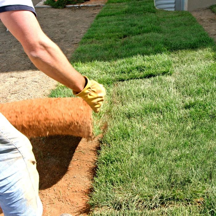 installing fresh sod