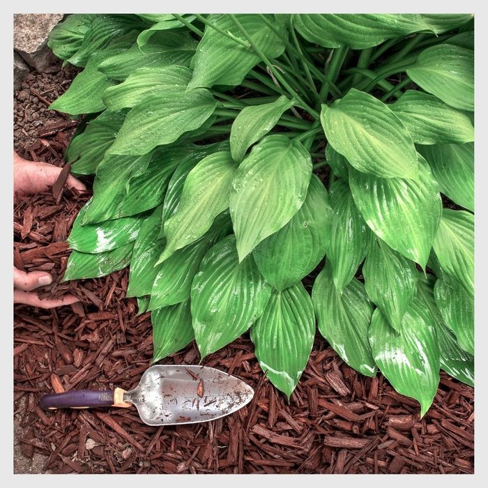 mulch around hosta 