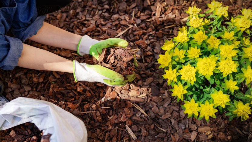 Mulching around flowers 
