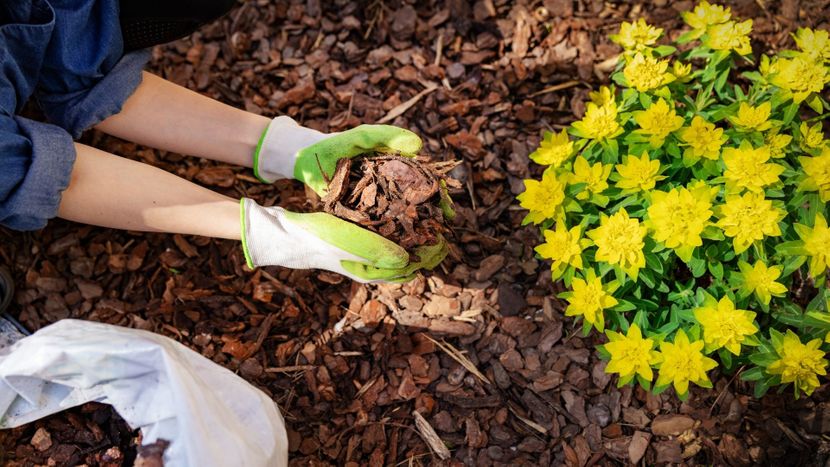 a gardener holding a handful of dirt