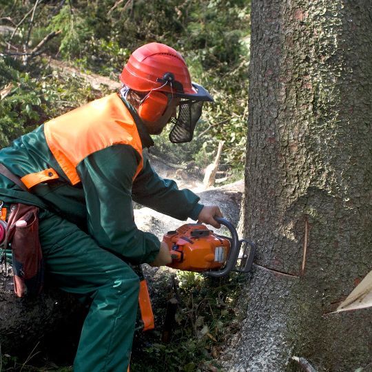 man cutting a tree down 