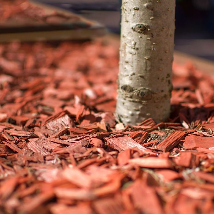 red mulch at base of a small tree