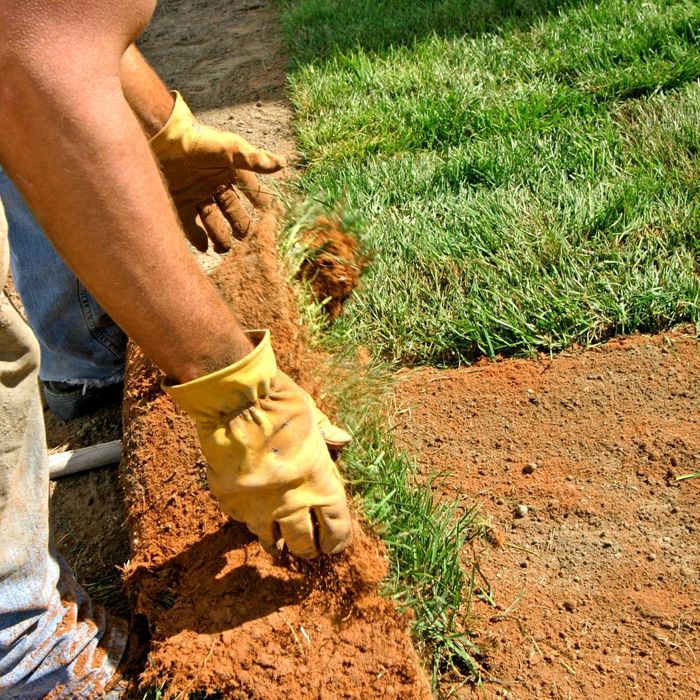 rolling out grass