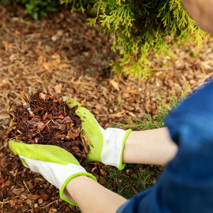 Consider the Type of Mulch You Are Using.jpg
