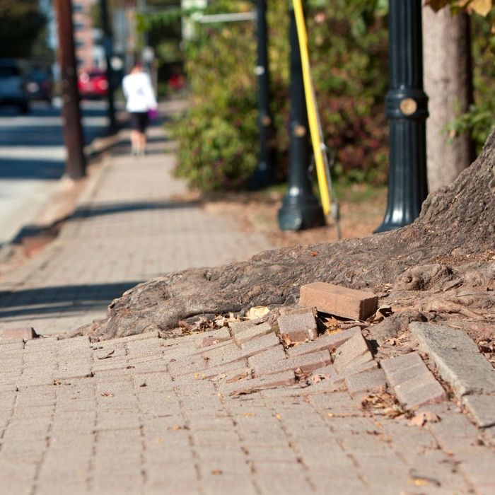 overgrown tree roots ruining sidewalk