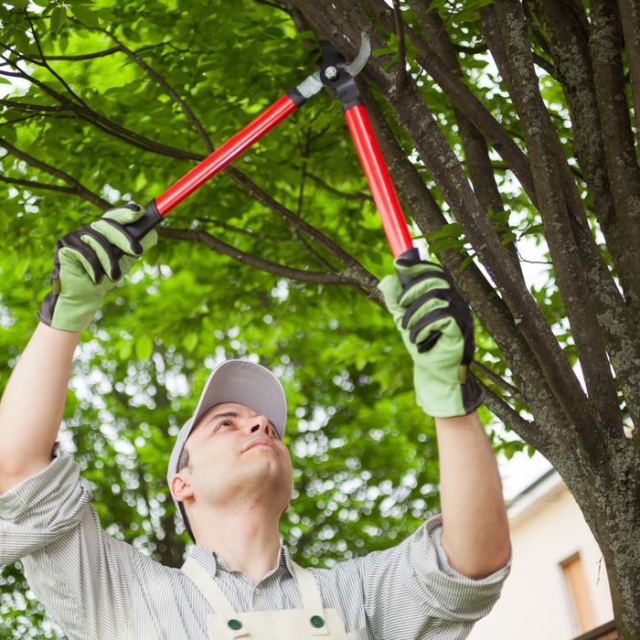 tree trimming