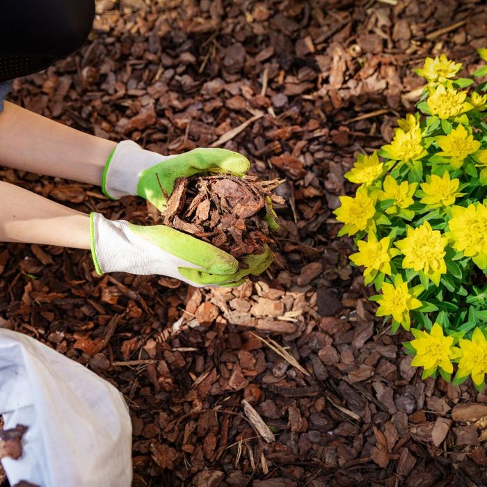 holding mulch in hands