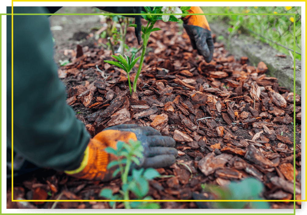 hardwood mulch installation in a garden hardwood mulch installation in a garden