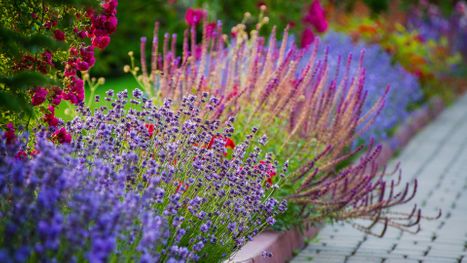 purple and pink flowers 