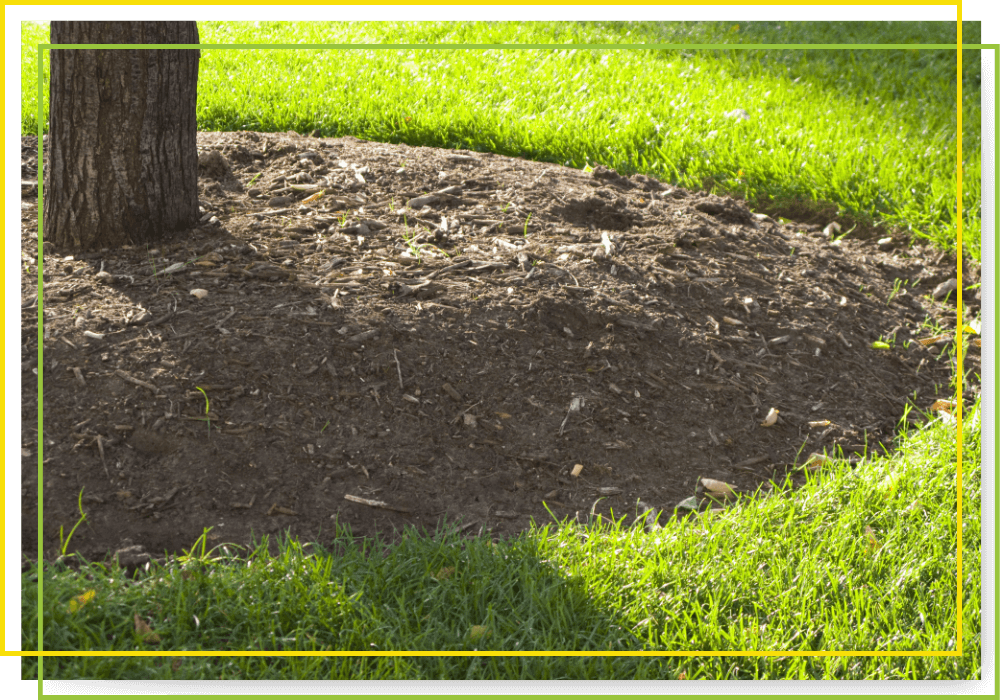 hardwood mulch too close to a tree hardwood mulch too close to a tree