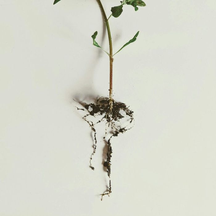 What to Expect from a Professional Hand-Weeding and Root Removal Service2.jpg