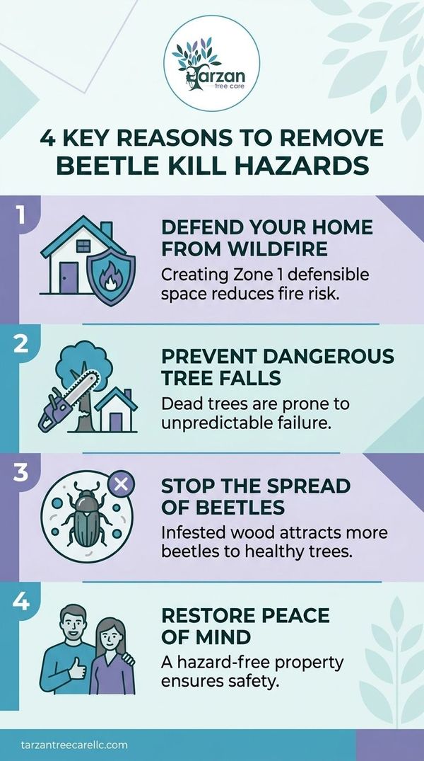 4 Key Reasons to Remove Beetle Kill Hazards infographic