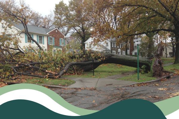 tree fallen in front yard