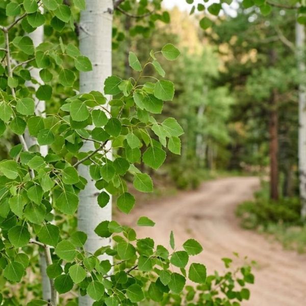 A dirt road winds through a forest with a close-up of quaking aspen leaves in the foreground.
