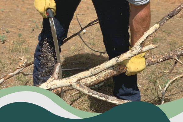 Man sawing a dead branch