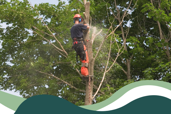 Tree Trimming Tree Trimming