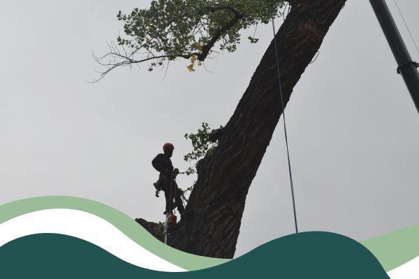 Hazardous Tree Removal 3.jpg