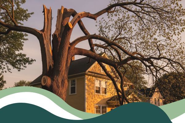 Hazardous Tree Removal 2.jpg