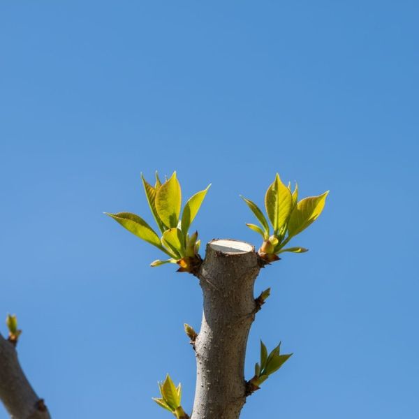 A close-up view of a recently pruned tree branch, showing a clean cut surface with vibrant green new leaves sprouting around it against a clear blue sky.
