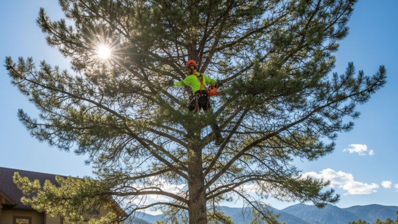 How Tarzan Tree Care Can Help HERO.jpg