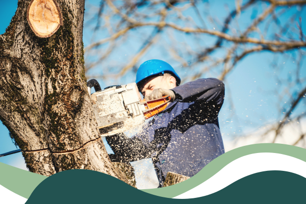 Tree Removal Tree Removal