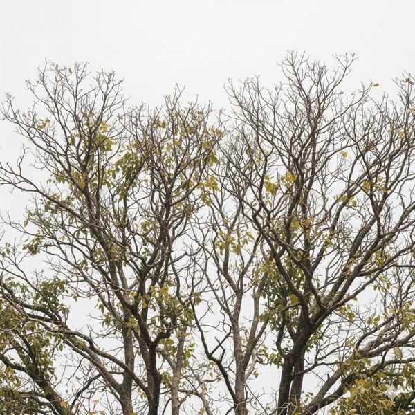 Tree canopy showing extensive dead, brown, and brittle branches mixed with sparse foliage