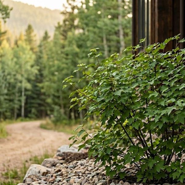 A lush green Rocky Mountain Maple with many leaves is in the foreground, with a gravel path winding through a forest in the background.